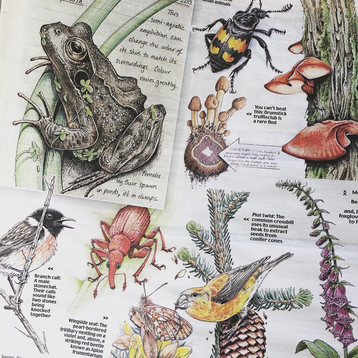 So the wonderful @bernoid is in the paper today talking about her stunning #naturejournal. It is truly enchanting and I can’t wait for folks to discover #secretsofadevonwood @shortbooksUK @Illustration_da