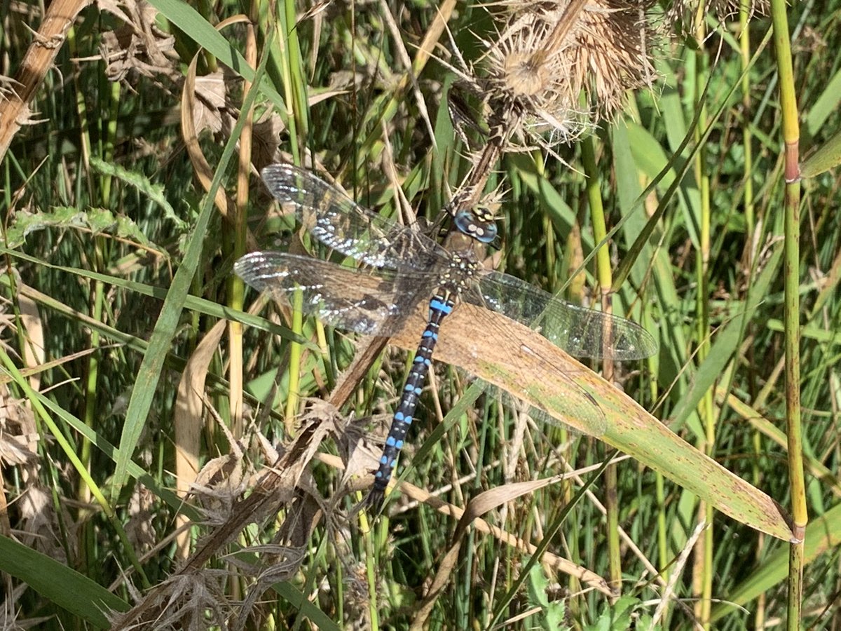 ActionColour's tweet image. Male Migrant Hawker Aeshna Mixta photographed yesterday at WWT Slimbridge.