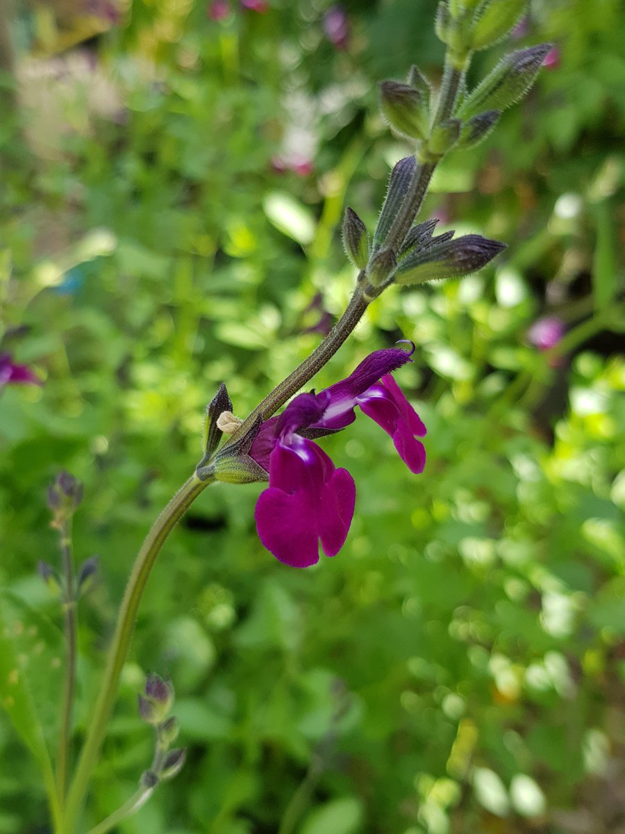 Today we would have been at #malvernautumnshow Of course we still had to grow the plants in readiness so we have these wonderful beauties available now #HeucheraTangerineWave #HeucheraMidnightRose #Salvia Cherry Lips & Amethyst Lips