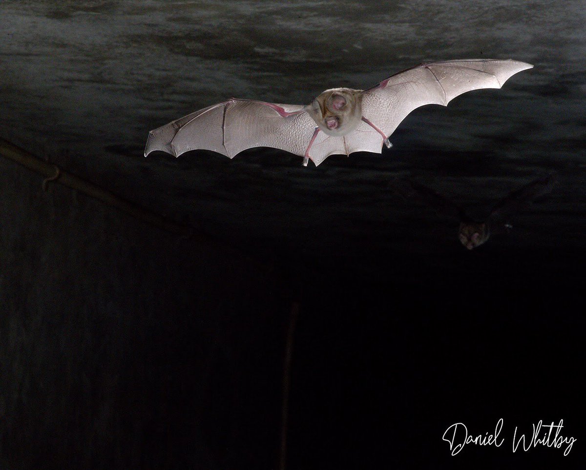 African_Bat's tweet photo. Hope everyone is having a brilliant #Baturday so far! 🦇

Check out this awesome Sundevalls leaf-nosed bat (hipposideros caffer) in flight 🤩

#photography #nature #bat #bats #africanbatconservation #africanbats #africa #science https://t.co/JOERBHePje