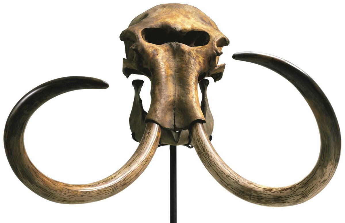 6) ..many such amazing tales had roots in the discovery not of dinosaur, but of mammoth bones, which can be found throughout Europe and North Africa. Some even theorise that myths of the cyclops may derive from mammoth skulls, with their distinctive "one-eyed" skull cavity...
