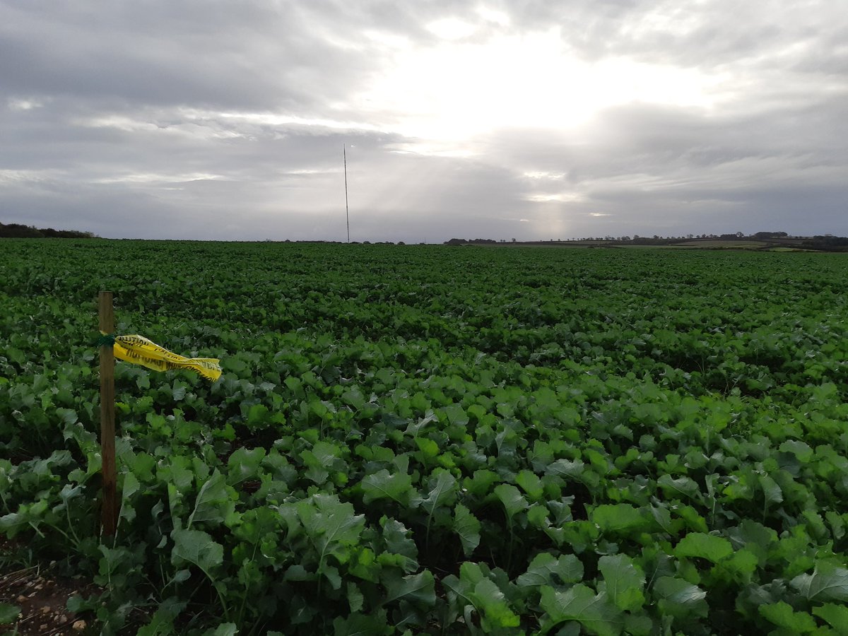 Agronomy_Ron's tweet photo. Very pleased with the establishment if this WOSR on farm trial #LGAmbassador @LGSeedsUK #vigour
Plant and roots already larger than any plants we saw this spring! https://t.co/MZhSFUc55B