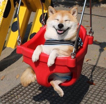 Jprz1321's tweet photo. Nothing to see here just a happy dog enjoying himself on a swing https://t.co/TfMgQ1DMFE
