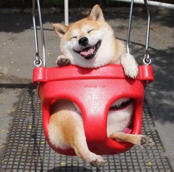 Jprz1321's tweet photo. Nothing to see here just a happy dog enjoying himself on a swing https://t.co/TfMgQ1DMFE