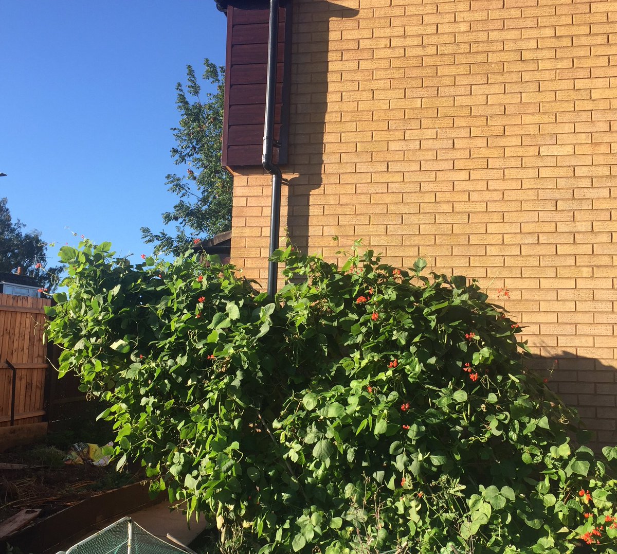 Bit #Windy 💨 at the #LittleGarden overnight