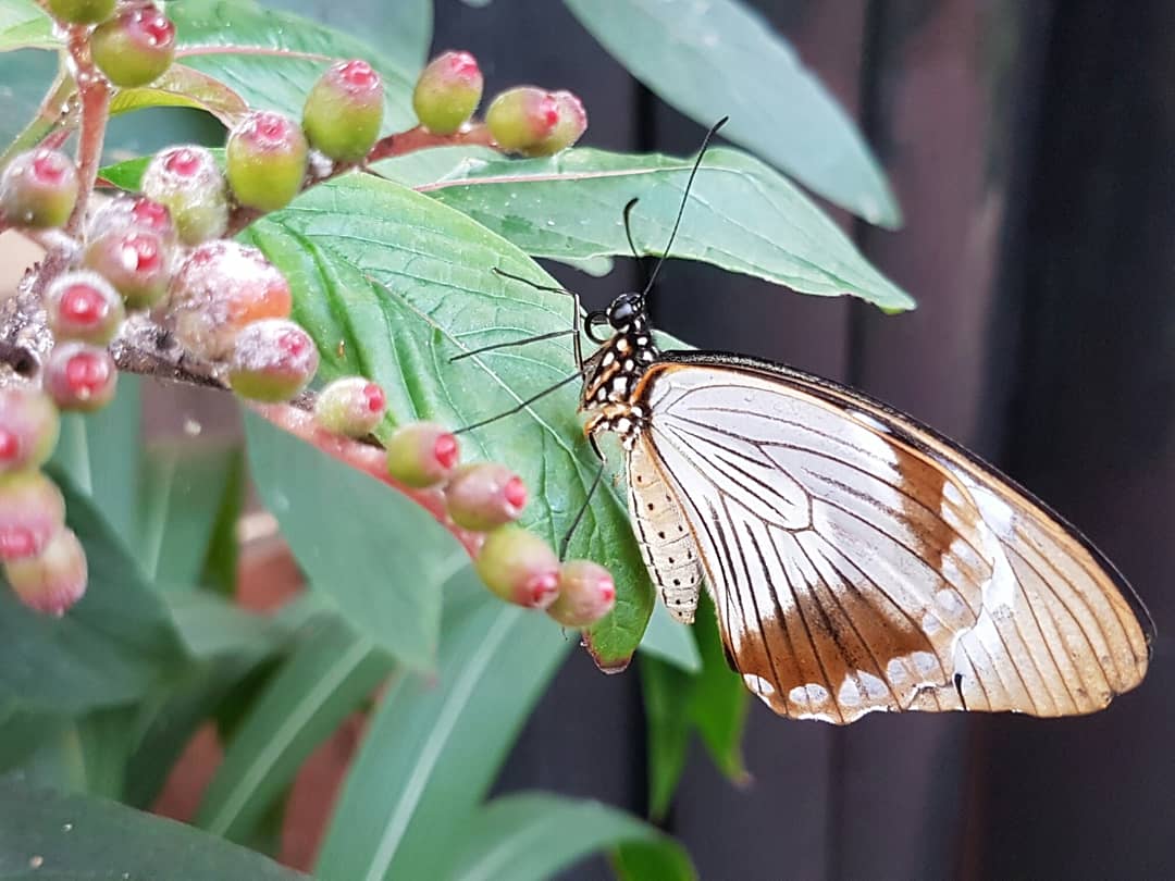 Stratford Butterfly tweet media