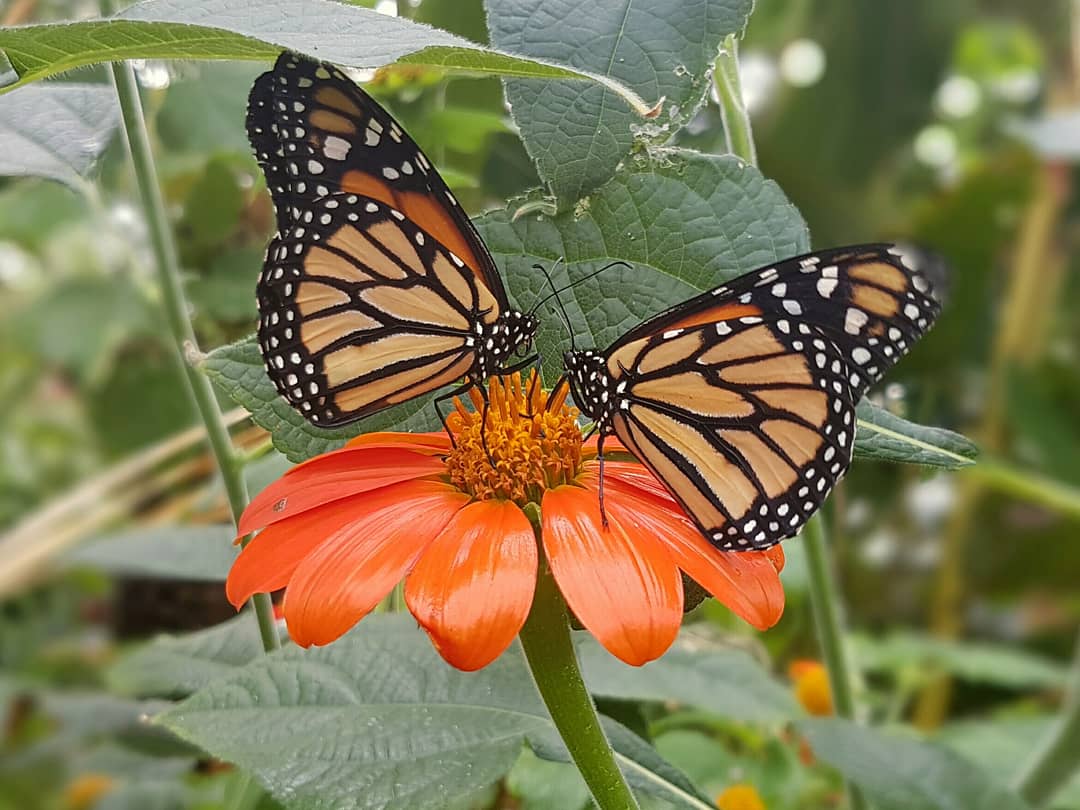 Stratford Butterfly tweet media