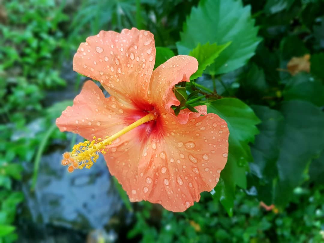 Stratford Butterfly tweet media