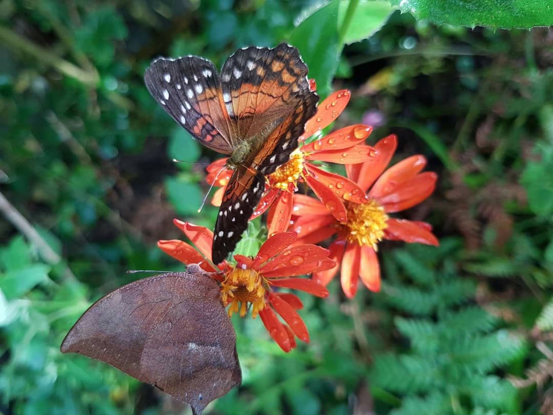 Stratford Butterfly (@stratbutterfly) on Twitter photo Though #summer has faded & the beauty of #autumn is upon us, you can still feel the warmth of a summers day & see hundreds of stunning tropical butterflies at #StratfordButterflyFarm 🍁🦋🍂
Open every day except Christmas Day butterflyfarm.co.uk/attraction/pla… <a href="/ShakespearesEng/">Shakespeare’s England</a> Though #summer has faded & the beauty of #autumn is upon us, you can still feel the warmth of a summers day & see hundreds of stunning tropical butterflies at #StratfordButterflyFarm 🍁🦋🍂
Open every day except Christmas Day butterflyfarm.co.uk/attraction/pla… <a href="/ShakespearesEng/">Shakespeare’s England</a>