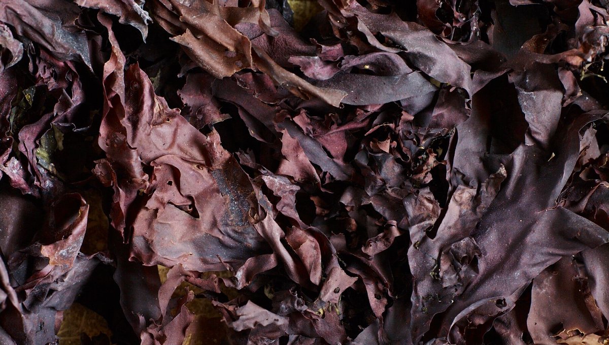 AtlanticKitchen's tweet image. What is dulse? And how should I use it? #AskTwitter

atlantickitchen.co.uk/blogs/news/wha…