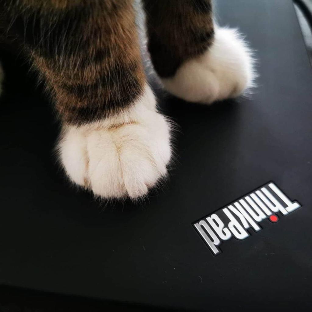 LenovoES's tweet photo. ยกVeamos esos #ThinkPets! Deja una foto del tuyo en los comentarios ๐ฑ๐ ๐ท: linuxpodcast https://t.co/c7lT4BEBoZ