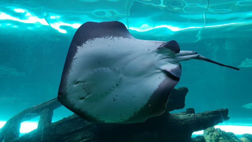 Oceanarium tweet media