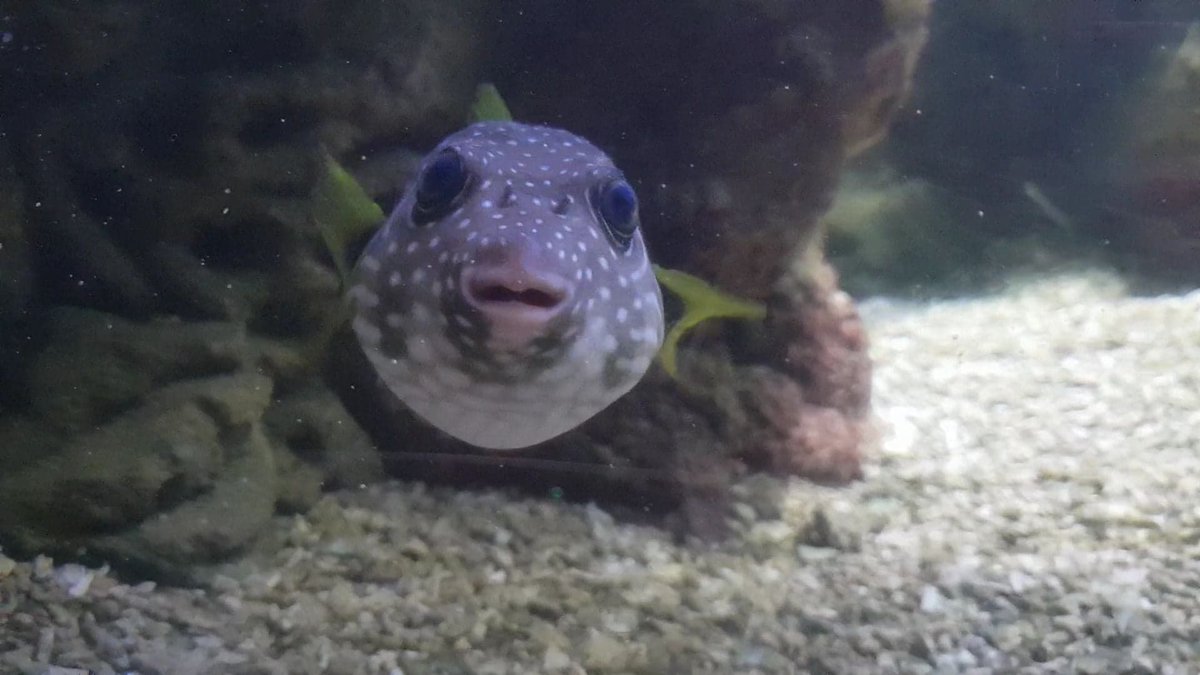 Oceanarium tweet media