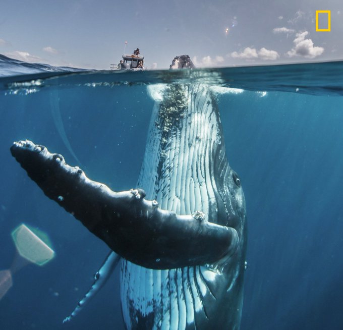 Rainmaker1973's tweet image. David Edgar took this photo of an adolescent humpback whale in the South Pacific, several miles off the coast of Tongatapu, Tonga, capturing it as a split-shot with half the dome port submerged, and the other above the surface [source: buff.ly/2v8cage]