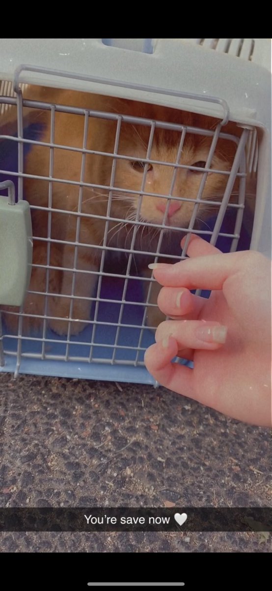 ⚖️هاله #انا_صوتهم 🐈 tweet media