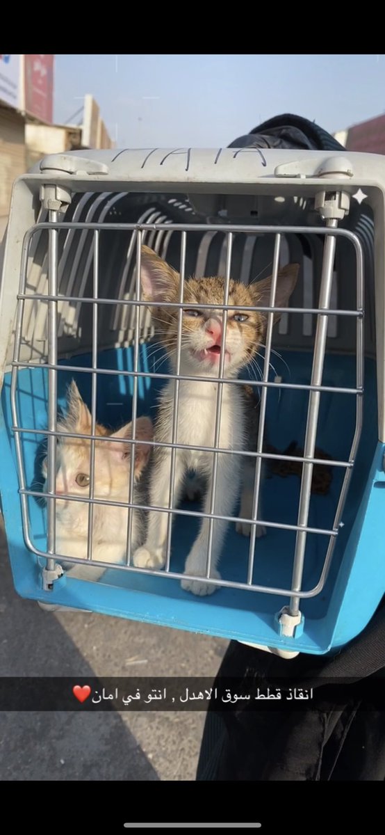 ⚖️هاله #انا_صوتهم 🐈 tweet media