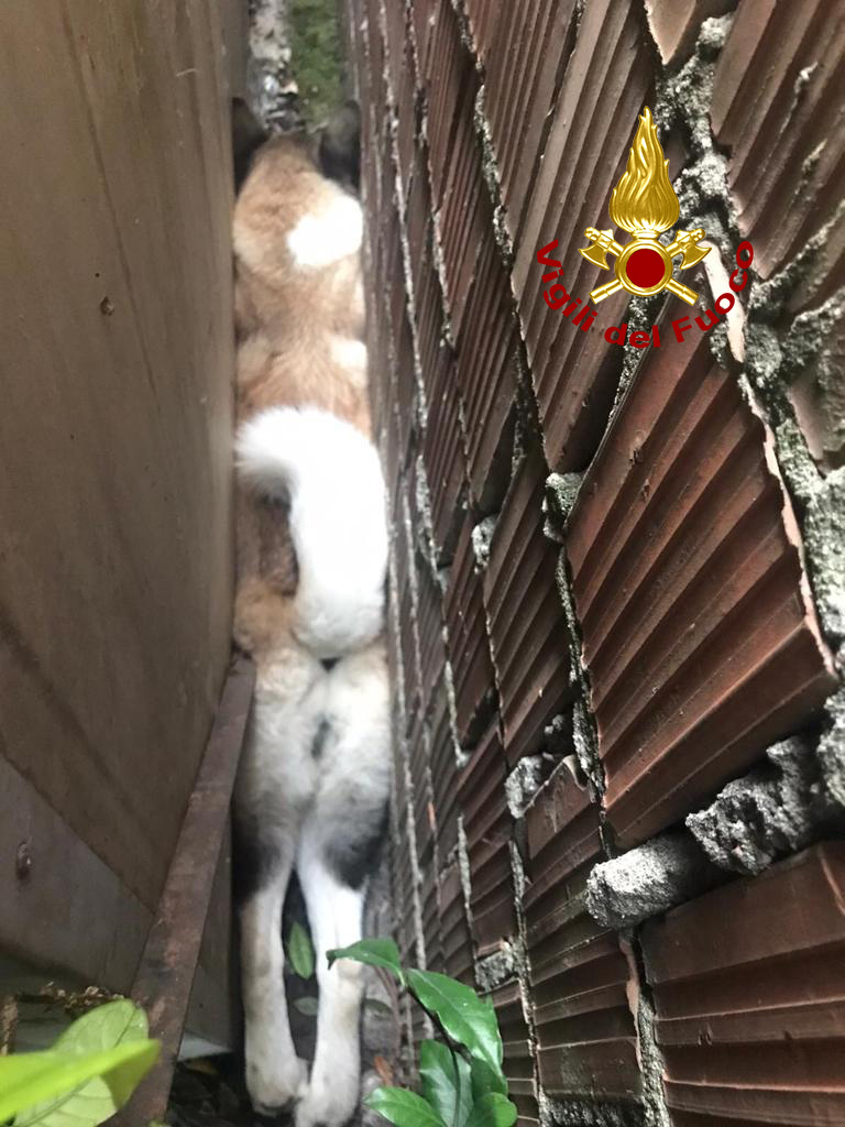 vvfveneto's tweet photo. #26settembre #Merlara(PD), Sascia, un #cane di razza Akita Imu, è rimasto incastrato tra due muri, senza essere più capace di muoversi, a salvarlo ci hanno pensato i #vigilidelfuoco #salvataggiquotidiani https://t.co/8GddB6aaUa