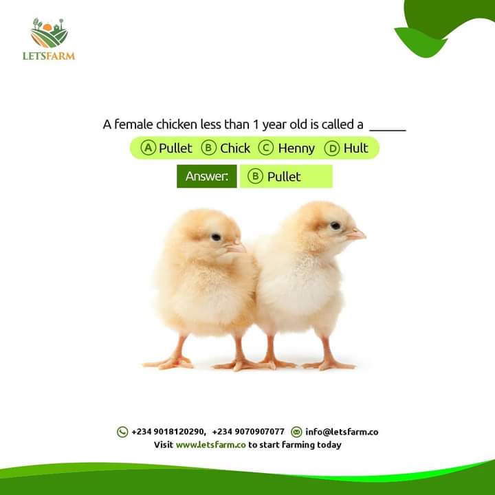 letsfarm_co's tweet photo. Our #farmtrivia answer is here and it is PULLET.
Thanks to everyone that participated in the trivia, we appreciate your continual participation .
#letsfarmtogether #empoweringfarmerstogether #changinglives #agricislife #foodsecurity #investinginagriculture https://t.co/RVElgwD5py