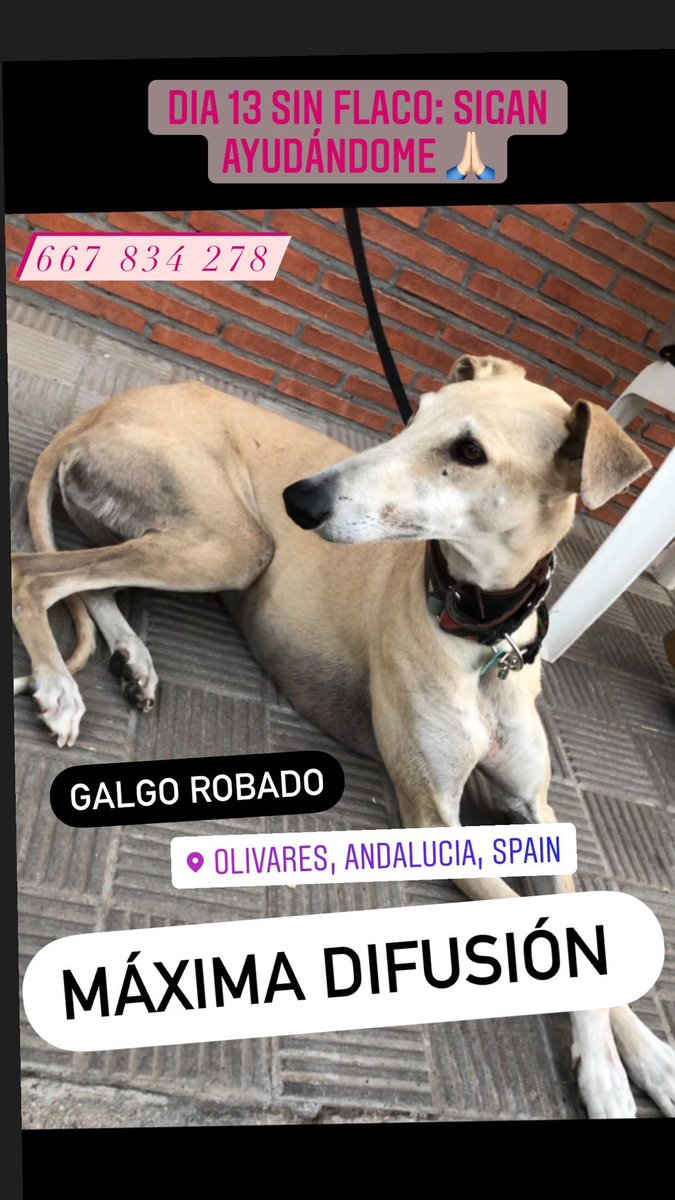 Ringuita92's tweet photo. AYÚDENME A SEGUIR DIFUNDIENDO 🙏🏻 https://t.co/9USaR2WP3r