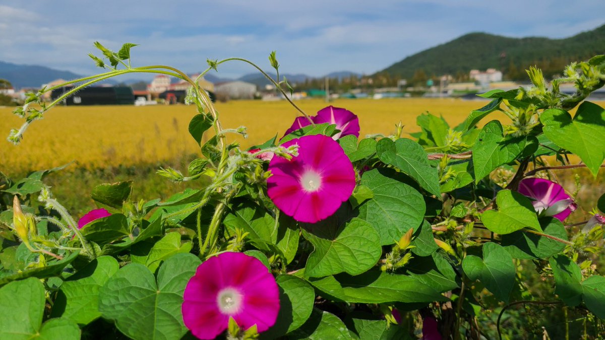 가을생각을 
마음에서 
잠깐 잊고 있었는데 
초대장도 없이
미친척 내 옆구리에서
가을노래를 ....