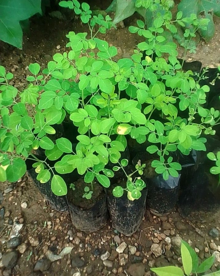#nutriton security initiative , 10,000 #moringa plants as a nutrition security drive in Paithan block, Aurangabad,coving 210 farmers.

Join our initiative to bring nutrition and wellbeing drive in rural India.