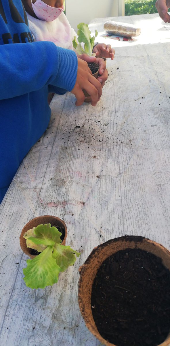Avui a <a href="/JUGCanRigal/">Jugatecambiental parc de Can Rigal</a> ja hem començat a plantar els primers enciams!

Us esperem també a l'activitat la gimcana de les verdures i l'espai de joc... animeu-vos ho passareu genial!

<a href="/JUGCanRigal/">Jugatecambiental parc de Can Rigal</a> @Fundesplai_ea <a href="/JugatecaAMB/">Jugatecambiental AMB</a>