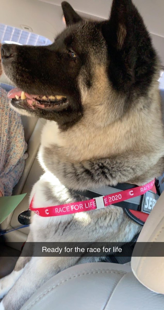 .<a href="/MellorCDE/">Caroline Mellor</a> <a href="/CRUKShops/">Cancer Research UK Shops</a> sooo soo proud of 2 of my volunteers (and their dogs)😃for doing the RFL today ❤️❤️❤️
