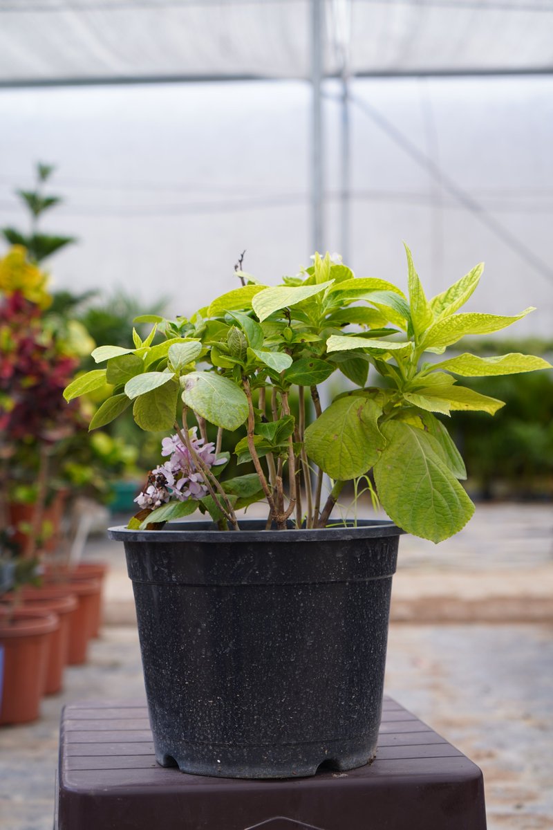 O2Nursery's tweet photo. The new range of unique plants is now available!
Visit O2 Nursery to check out the whole collection.
Plants
π Chd-Ambala Road, Under Zirakpur Flyover
π 87601-00027
#O2Nursery #IndoorPlants #Gardening #plants #PlantsCare #naturelovers #terracegarden #Rareplants #Uniqueplants https://t.co/6go8JKLafc