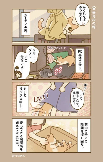 猫は好奇心の塊。
#猫漫画 #リルミ猫日課 