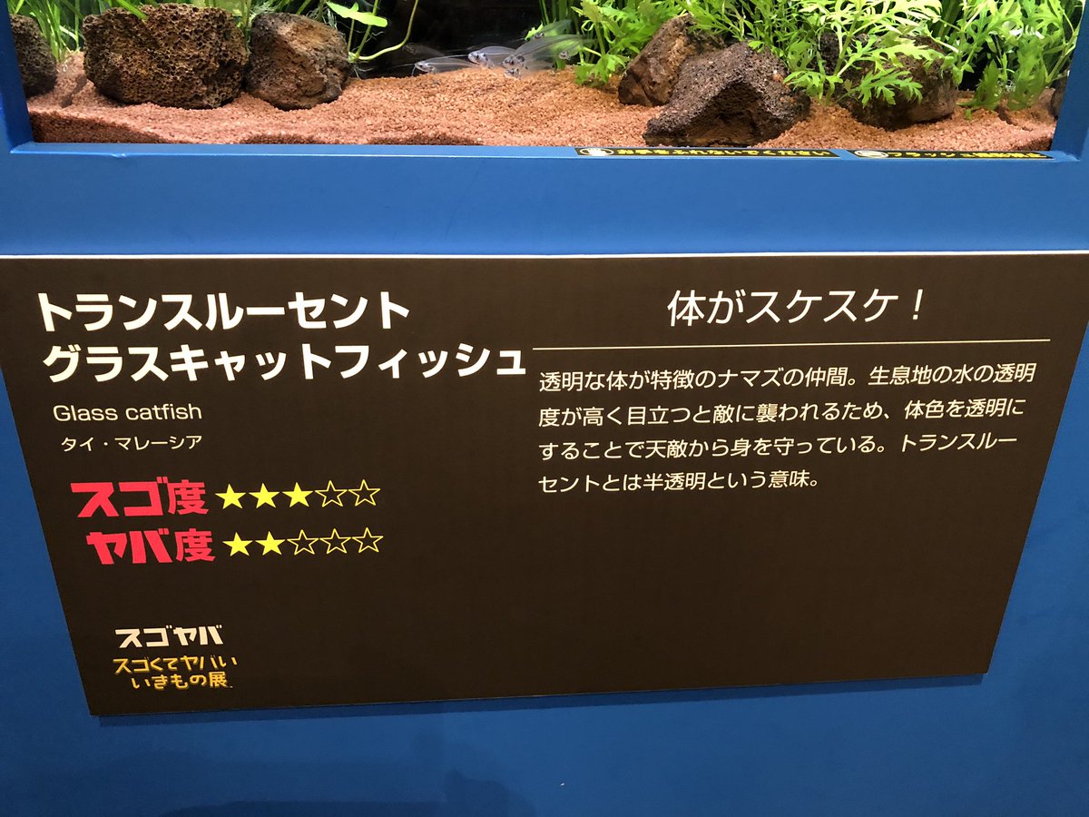 Af1942 トランスルーセントグラスキャットフィッシュ 熱帯魚が好きな人なら飼育した事ある人もいるのでは 身体がスッケスケのナマズ スゴヤバ展
