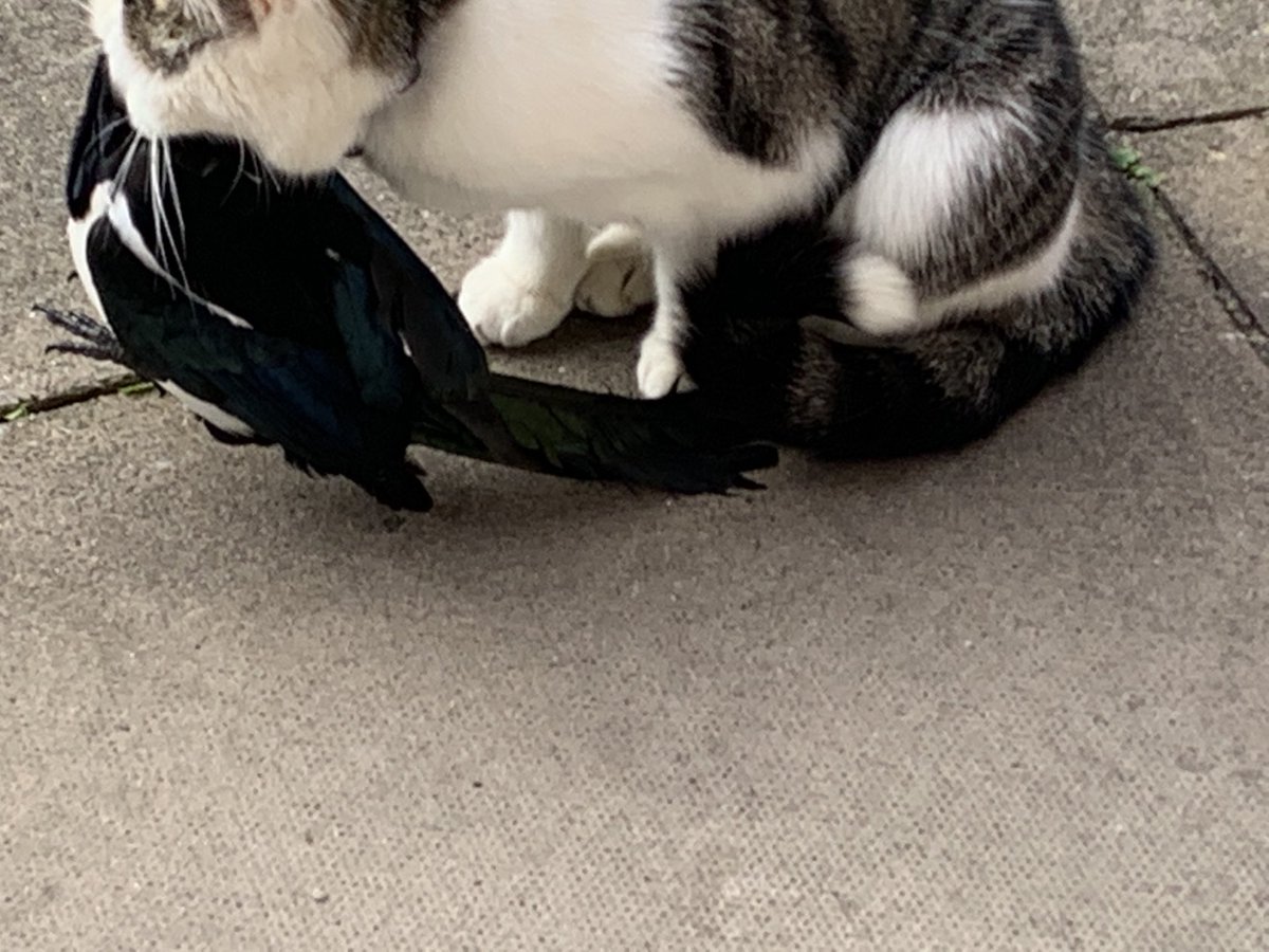 mikki79_'s tweet photo. Why must my cat be like this!?
Actual quote when I saw the bird: โNo Chloe, we donโt kill magpies in this house!โ
Bird was alive and rescued. It flew away without any issues, thankfully
#ChloeMonster #BestHunter https://t.co/jjLnCT8I3M