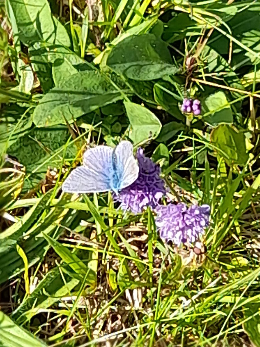SuzeMoomin's tweet photo. Devil's-bit scabious 💜 https://t.co/rdr5qFv25c