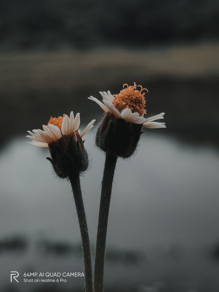 pixelsbyrishav's tweet image. Macro mood. 🍁🌼

#shotonrealme #realme6pro @NeonVikash @MadhavSheth1 @realmemobiles @nidhi_bhatia @FrancisRealme