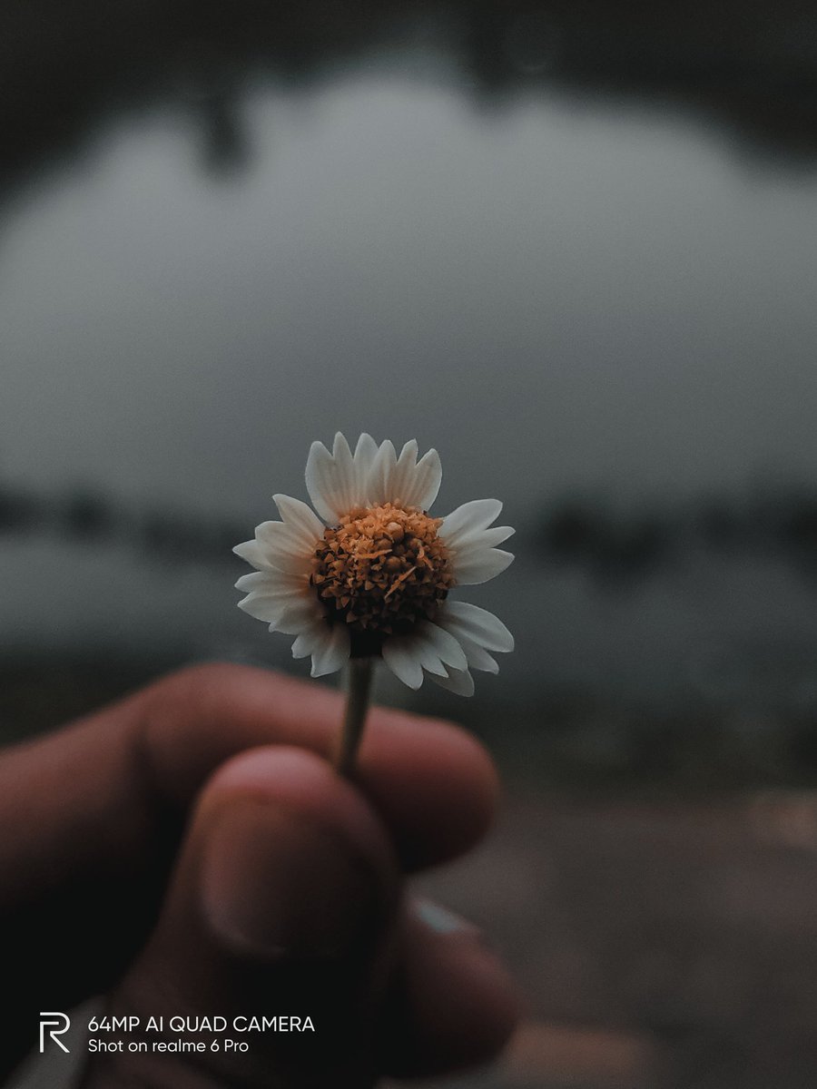 pixelsbyrishav's tweet image. Macro mood. 🍁🌼

#shotonrealme #realme6pro @NeonVikash @MadhavSheth1 @realmemobiles @nidhi_bhatia @FrancisRealme