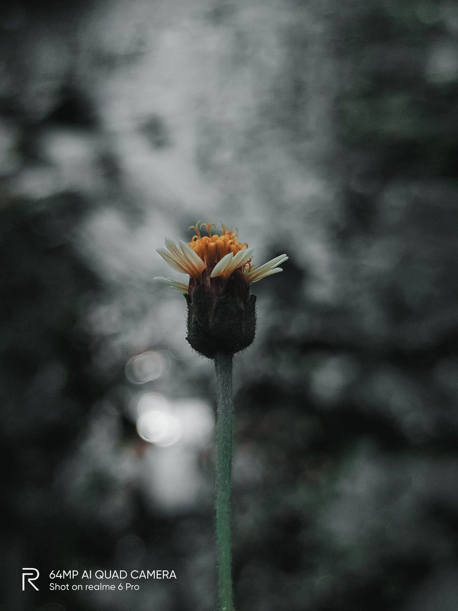 pixelsbyrishav's tweet image. Macro mood. 🍁🌼

#shotonrealme #realme6pro @NeonVikash @MadhavSheth1 @realmemobiles @nidhi_bhatia @FrancisRealme