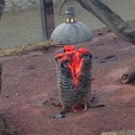 寒い日にみんなで集まって暖をとるミーアキャットが可愛すぎる!