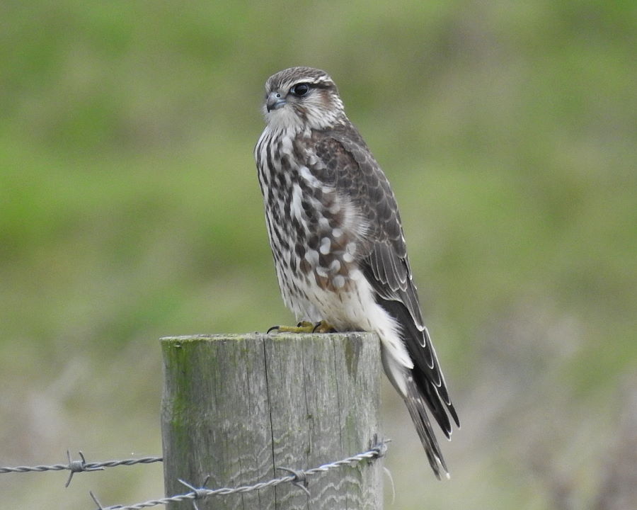 IanFouk's tweet image. Merlin -am- Back Saltholme @RSPBSaltholme 
@teesbirds1