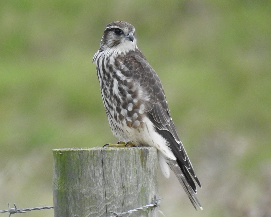 IanFouk's tweet image. Merlin -am- Back Saltholme @RSPBSaltholme 
@teesbirds1