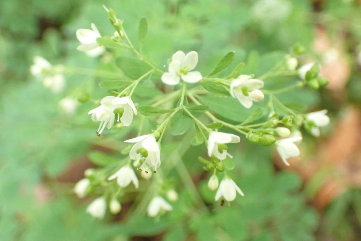 O Xrhsths こみち Sto Twitter マツカゼソウ 白い花 細い茎 薄い葉で いつも風にふかれてゆらゆらしてる それでついた花言葉 が ゆらめく恋心 とかかわいすぎない ちなみ草なのにミカン科というわりとレアな子でもある O Xrhsths こみち Sto Twitter マツカゼソウ 白い花 細い茎 薄い葉で いつも風にふかれてゆらゆらしてる それでついた花言葉 が ゆらめく恋心 とかかわいすぎない ちなみ草なのにミカン科というわりとレアな子でもある