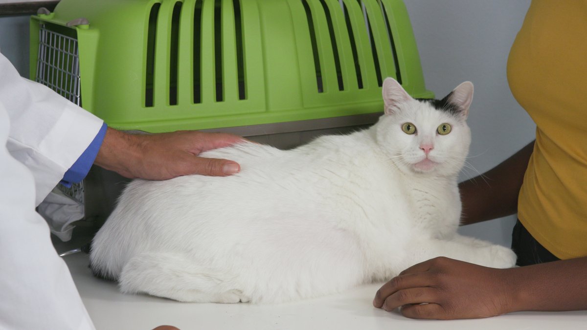 CSS Animal Tales tweet media