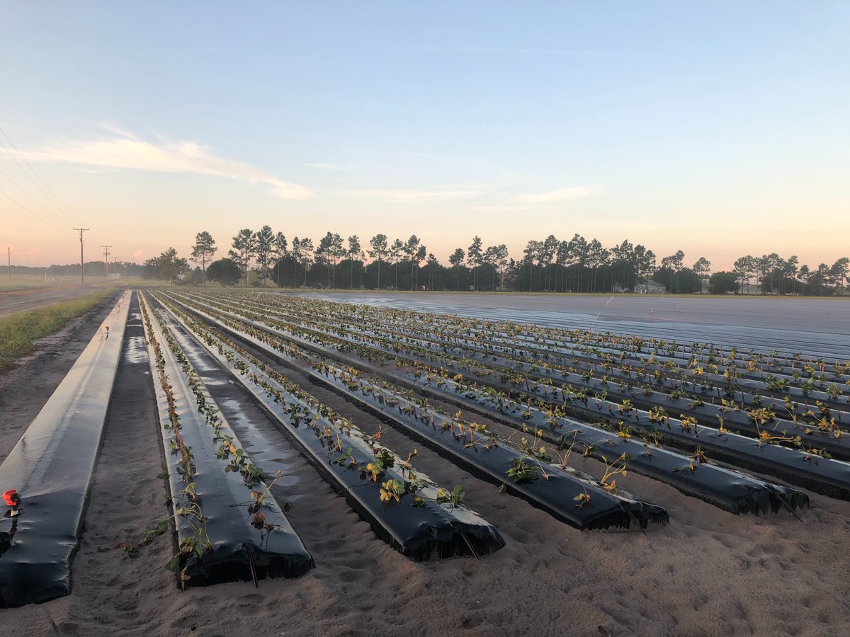 Our new strawberry season just started!!