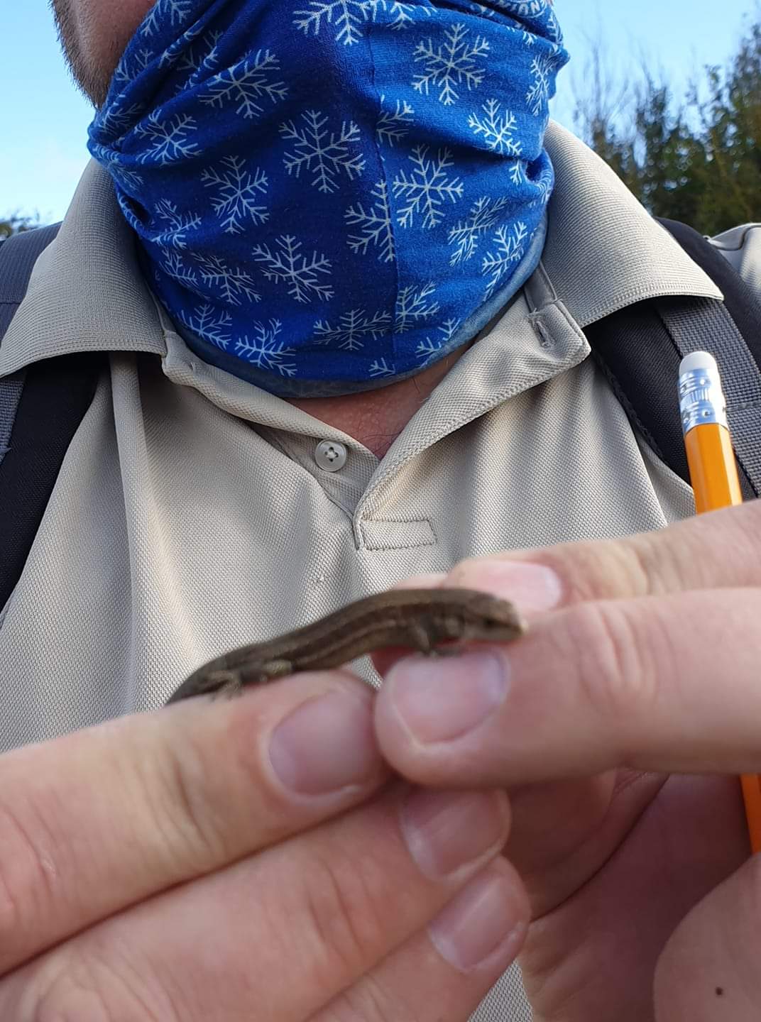 Wirral Amphibian & Reptile Group (WiARG) on Twitter: "From this