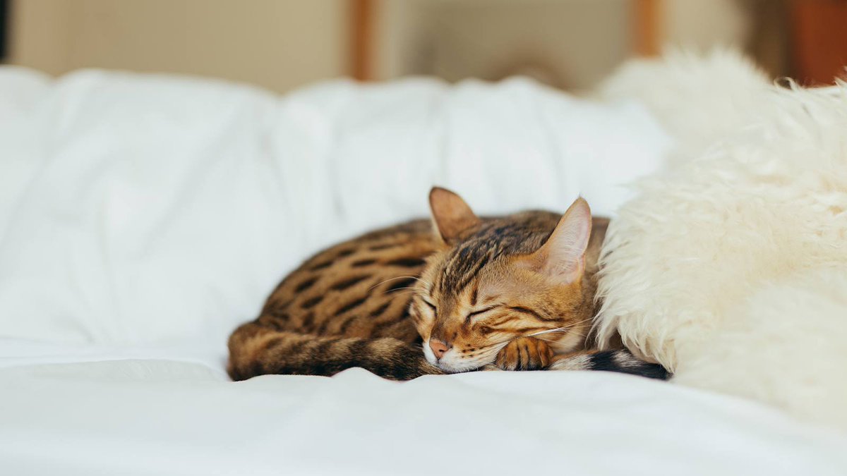 The verses not only describe physical qualities, but also behaviors. For example, in verse 17, a cat that sleeps on the owner's pillow or clothes on late afternoon will bring good luck. In verse 18, cats that immediately play with you after waking up also bring good luck.