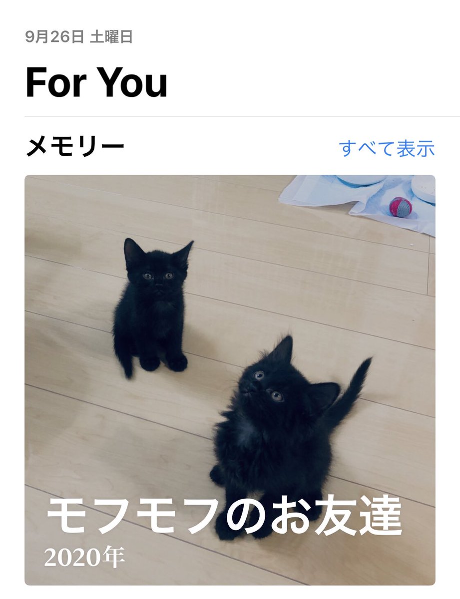 モフモフのお友達 という名のiphoneが勝手に作ってくれるメチャカワアルバム Togetter モフモフのお友達 という名のiphoneが勝手に作ってくれるメチャカワアルバム Togetter