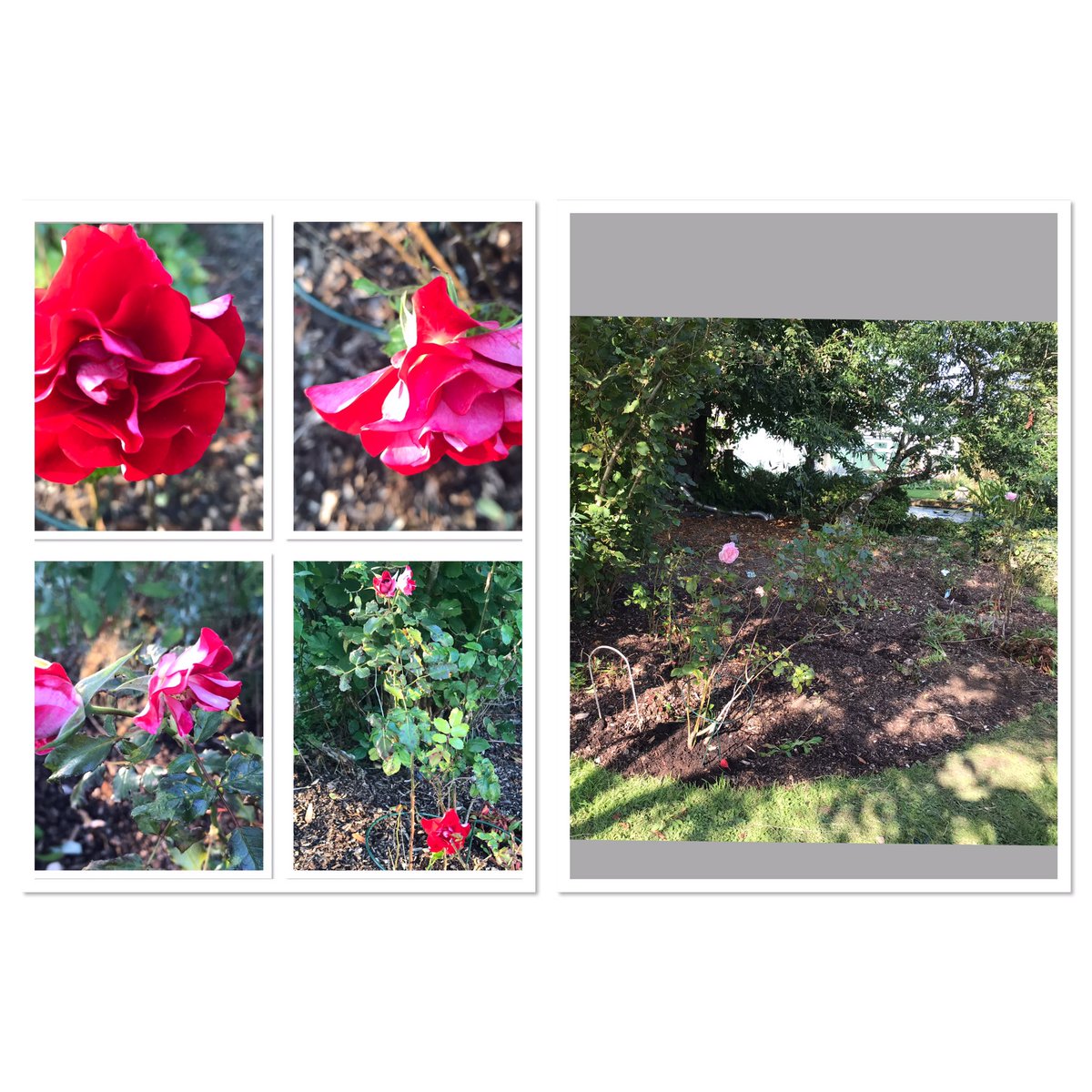 TheWorcsGarden's tweet photo. In the #Pembrokeshire #garden this week for #SixOnSaturday...
• #RoseBed revamp = more mystery red #rose flowers🌟
• #Shitake mushrooms having 2nd flourish 😋 #GYO
• #Foxglove re flowering & new pretty purple variegated #Agastache planted 👏🏻
• ❤️ new white #Penstemon https://t.co/XcCsel8Dgv