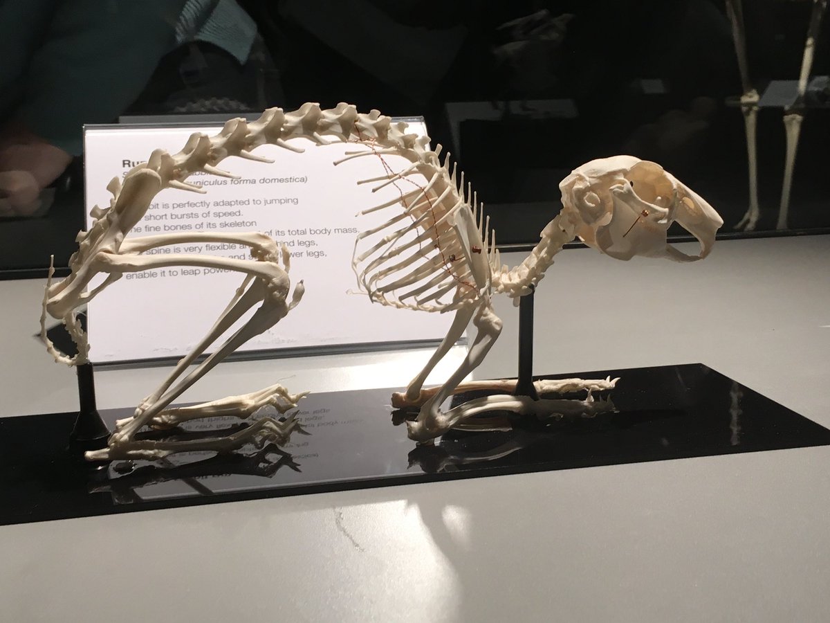 MonthlyTweetOff's tweet image. From boats to bones🦴
Rabbits are perfectly adapted for jumping &amp;amp; quick bursts of speed
The fine bones of a bunny make up only 8% of their body mass
A flexible spine, &amp;amp; hind legs w/ short thighs &amp;amp; long lower legs allow for powerful leaps
#RunRabbitRun #DontWorryBeHoppy #BunnyDay