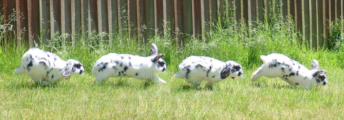 MonthlyTweetOff's tweet image. From boats to bones🦴
Rabbits are perfectly adapted for jumping &amp;amp; quick bursts of speed
The fine bones of a bunny make up only 8% of their body mass
A flexible spine, &amp;amp; hind legs w/ short thighs &amp;amp; long lower legs allow for powerful leaps
#RunRabbitRun #DontWorryBeHoppy #BunnyDay