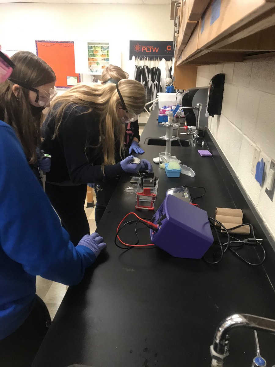 BiomedSci_JCHS's tweet photo. PBS kids are getting their first experience with gel electrophoresis and they did an outstanding job! I can’t wait to spend 3 more semesters with this crew as they progress through the #PLTW Biomed Sci pathway. 🧬🔬🧪 #jchslife #RSS_CTE https://t.co/Qn4KltVjiX