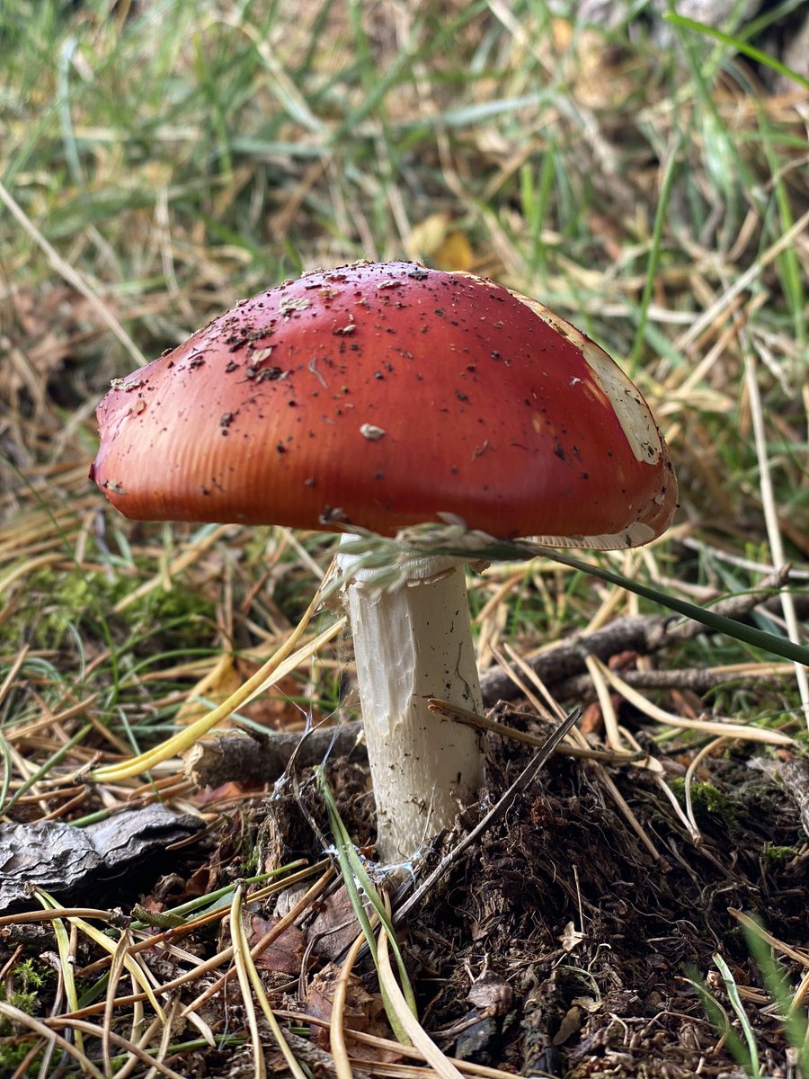 sal_katib's tweet photo. Do you believe in fairies? We took a walk today and found this. Absolutely amazing to see. #fairiesdoexist https://t.co/k6PZpZ7BlH