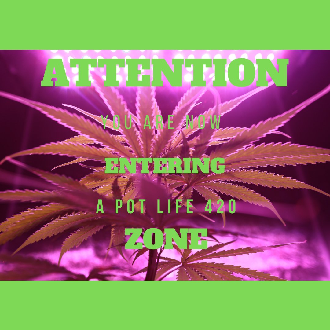 PotLife2's tweet image. ATTENTION!! ------------------------------------------&amp;gt;
#cannabisculture #cannabis #culture #yolo #hipster #smoke #shop #revolution #life #green #smokeshop #potlife #lifeculture #teamtime #vegetation #terrestrialplant #grassfamily #botany #grassy #memoire